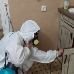 Дезинфекция от муравьев в квартире в Горках Ленинских